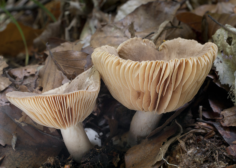 Lactarius ruginosus